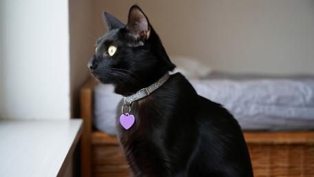 Guard Cat wallpaper