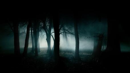 Dark Enchantment of a Misty Forest wallpaper