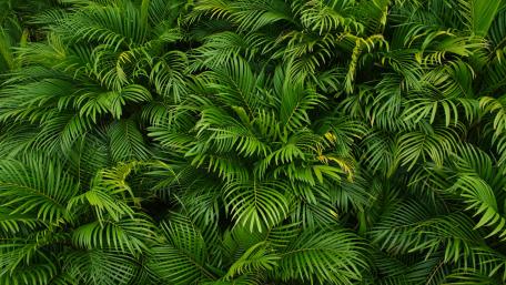 Lush Green Paradise wallpaper