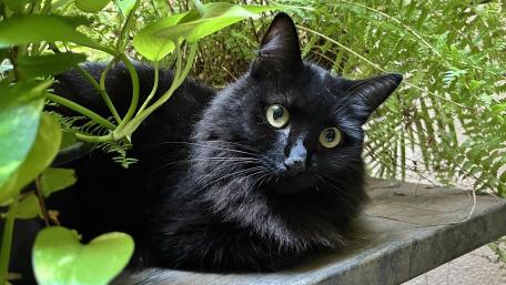 Mysterious Black Cat Among Greenery wallpaper