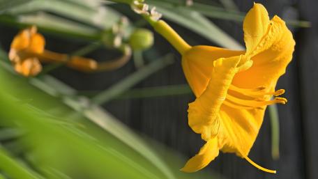 Vibrant Yellow Lily in Nature's Embrace wallpaper