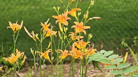 Vibrant Orange Lilies in Bloom wallpaper