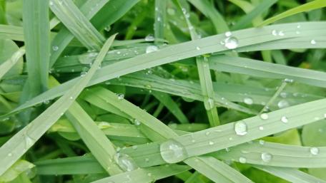 Dew-Kissed Grasses in Morning Light wallpaper