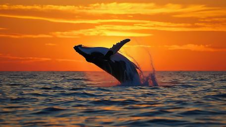 Leaping Whale wallpaper