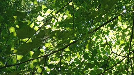 Lush Canopy Embracing Sunlit Serenity wallpaper