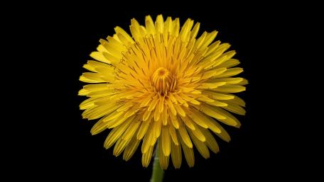 Radiant Dandelion on a Dark Canvas wallpaper