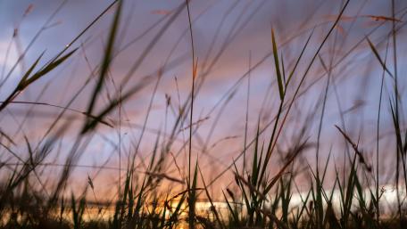 Dusk Serenity Through Grassy Silhouettes wallpaper