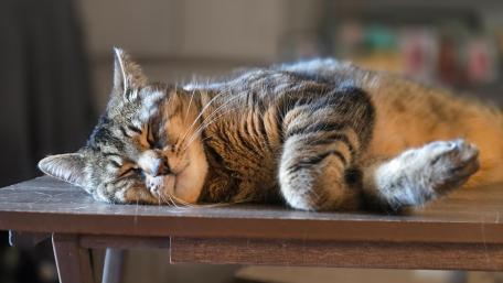 Cat Sleeping  wallpaper