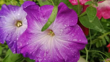Vibrant Blooms with Morning Dew in 5K wallpaper