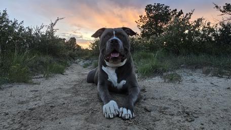 Joyful Dog in a Scenic Sunset Landscape wallpaper