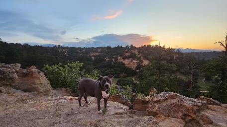 Joyful Dog Against a Scenic Mountain Sunset wallpaper