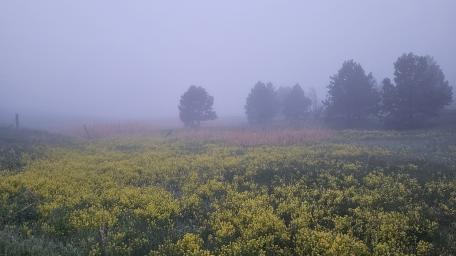 Foggy morning in Colorado wallpaper