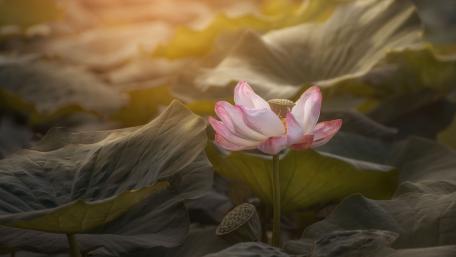 Lotus Serenity in Soft Sunlight wallpaper