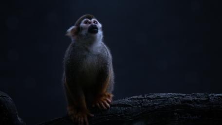 Monkey in the Moonlit Silence wallpaper