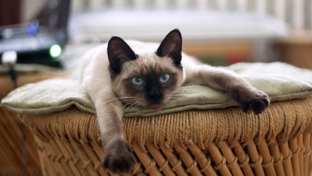 Siamese Cat Relaxing on Wicker Chair wallpaper