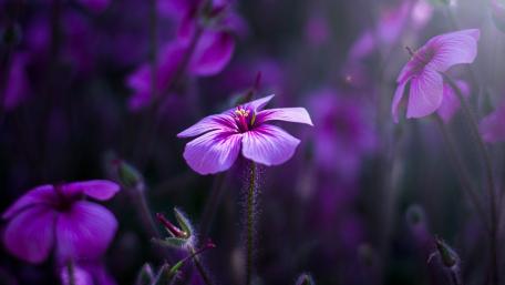 Pink Blossoms in Soft Focus Glow wallpaper