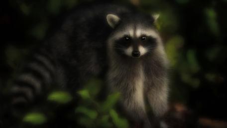Mysterious Raccoon in the Shadows wallpaper