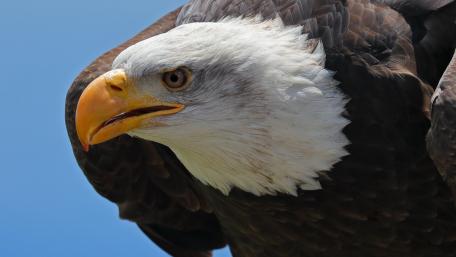 Majestic Bald Eagle in Flight wallpaper