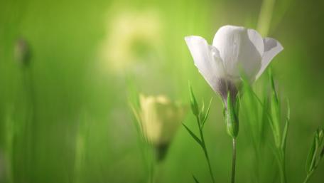 Delicate White Blossom in Gentle Green Surroundings wallpaper