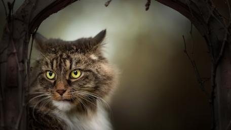 Majestic Cat in Soft Focus wallpaper