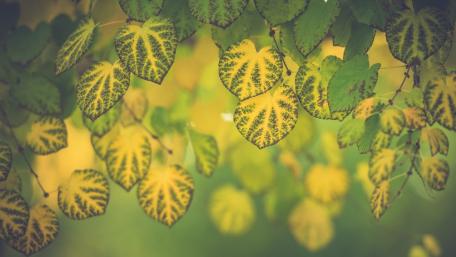 Green Symphony A Dance of Leaves in Nature's Palette wallpaper