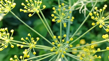 Delicate Beauty of Dill Flowers Close-Up wallpaper