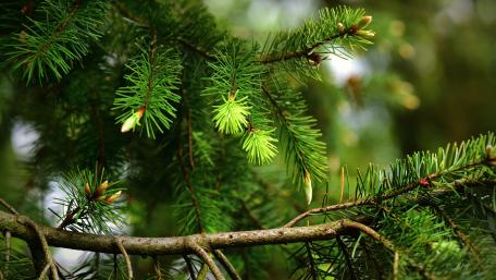 Pine Branch Elegance in Stunning Detail wallpaper