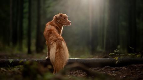 Golden Retriever in Enchanted Forest Light wallpaper