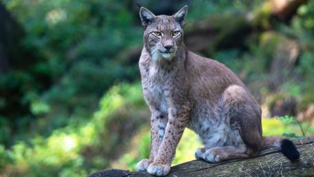 Majestic Lynx in Forest Serenity wallpaper