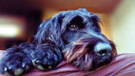 Gentle Gaze of a Black Dog wallpaper