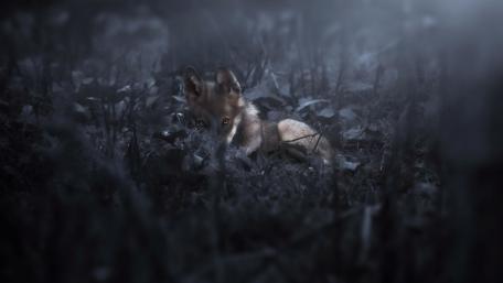 Enchanting Nighttime Gaze of the Fox Cub wallpaper