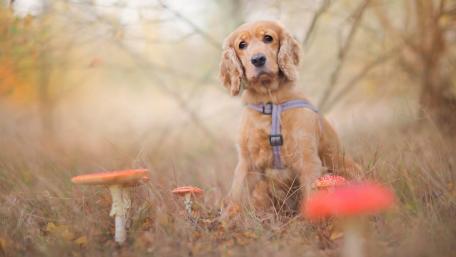 Golden Spaniel in Enchanted Forest wallpaper