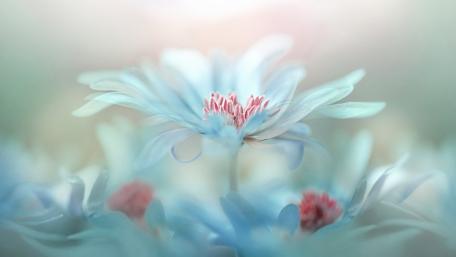 Soft Elegance of White Petals in Bokeh Bliss wallpaper
