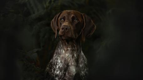 Majestic German Shorthaired Pointer in 5K Clarity wallpaper