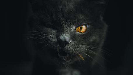 Black Cat Wink in the Dark wallpaper