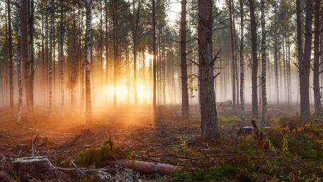 Serene Sunlit Forest Morning wallpaper