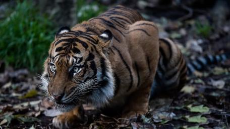 Majestic Tiger's Intense Stare in the Wild wallpaper
