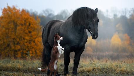 Majestic Bond in Autumn Harmony wallpaper