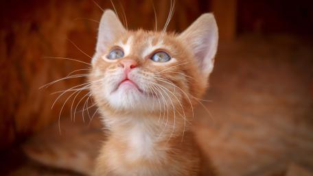 Ginger Kitten's Curious Gaze in 5K wallpaper