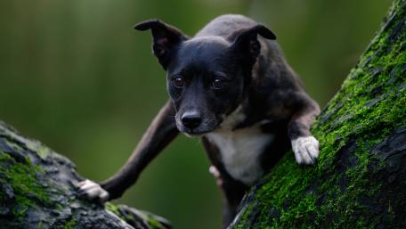Black Dog in Nature's Embrace wallpaper