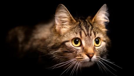 Mystical Cat Stares into the Night wallpaper