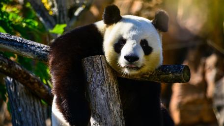 Giant Panda Serenity in 4K wallpaper