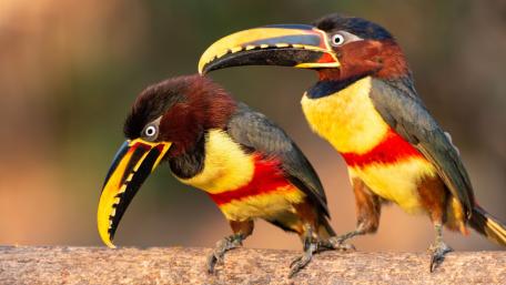 Vibrant Aracari Birds on a Wooden Perch wallpaper