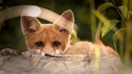 Fox Cub's Curious Gaze wallpaper