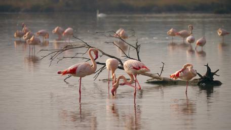 Flamingos in Harmony at Marzamemi Nature Reserve wallpaper