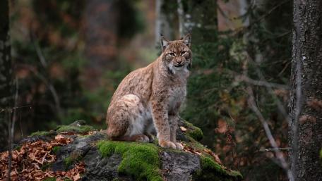 Majestic Lynx in Forest Habitat wallpaper