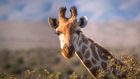 Graceful Giraffe in Natural Habitat wallpaper