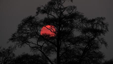 Blood Moon Through Silhouetted Branches wallpaper