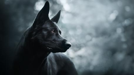 Majestic Black Dog in Serene Wilderness wallpaper