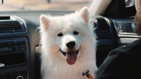 Joyful Samoyed in the Car wallpaper
